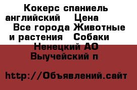 Кокерс спаниель английский  › Цена ­ 4 500 - Все города Животные и растения » Собаки   . Ненецкий АО,Выучейский п.